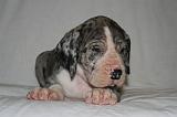 DOGUE ALLEMAND 725